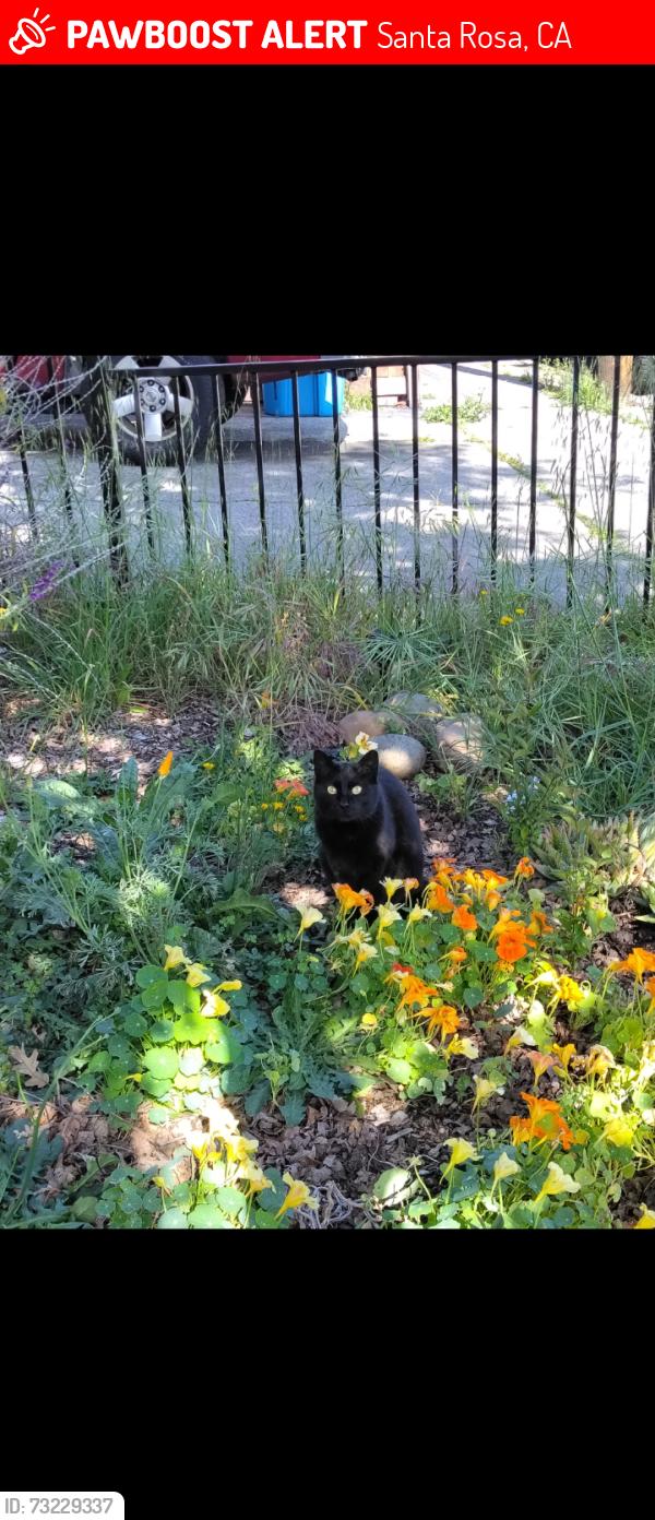Lost Female Cat last seen Myrtlewood peach CT. Greenwood Corby ave, Santa Rosa, CA 95407