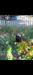 Lost Female Cat last seen Myrtlewood peach CT. Greenwood Corby ave, Santa Rosa, CA 95407