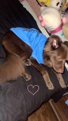 Reunited Male Dog last seen Vineland and Badillo, Baldwin Park, CA 91706
