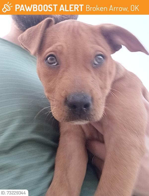 Found/Stray Male Dog last seen Aspen and Kenosha, Broken Arrow, OK 74012