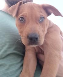 Found/Stray Male Dog last seen Aspen and Kenosha, Broken Arrow, OK 74012