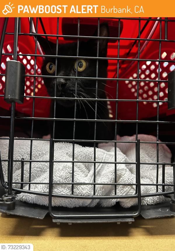 Found/Stray Unknown Cat last seen Glenoaks and Olive Ave, Burbank, CA 91501