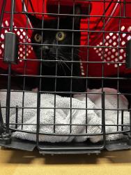 Found/Stray Unknown Cat last seen Glenoaks and Olive Ave, Burbank, CA 91501
