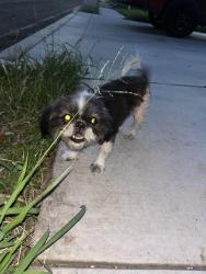 Found/Stray Unknown Cat last seen Rabbit Run Alton, Alton, TX 78573
