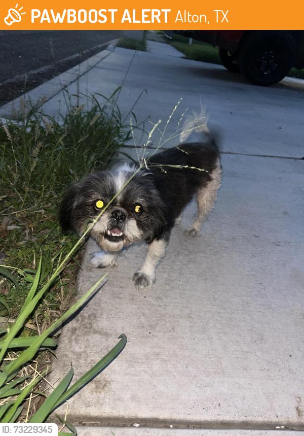 Found/Stray Unknown Cat last seen Rabbit Run Alton, Alton, TX 78573