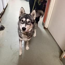 Shelter Stray Female Dog last seen , 6621 Westminster Ave, Garden Grove, CA 92844, USA