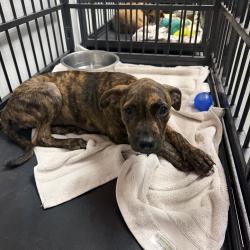 Shelter Stray Female Dog last seen , 6621 Westminster Ave, Garden Grove, CA 92844, USA