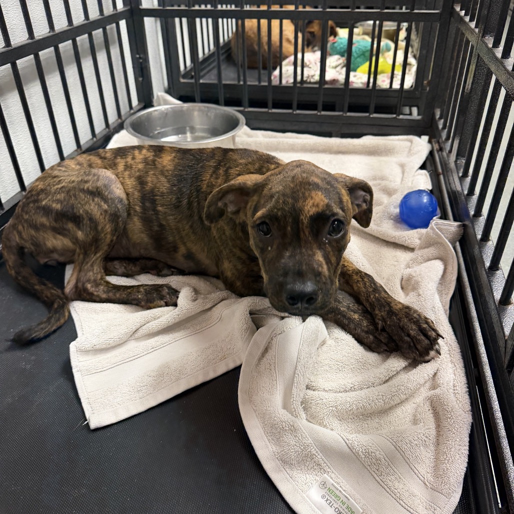 Shelter Stray Female Dog last seen , 6621 Westminster Ave, Garden Grove, CA 92844, USA