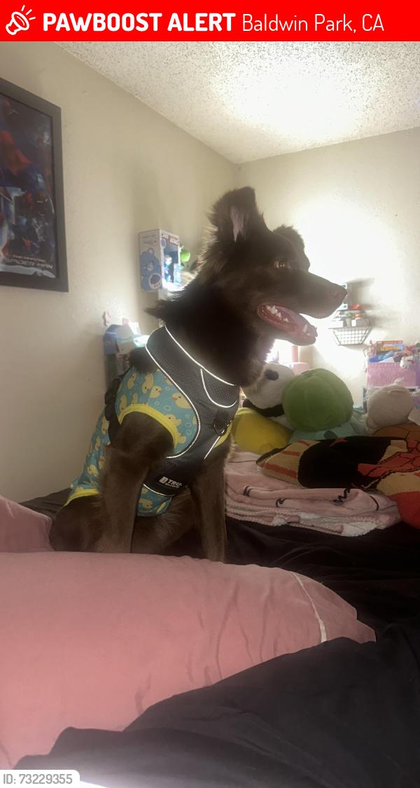 Lost Male Dog last seen Vineland ave, Baldwin Park, CA 91706