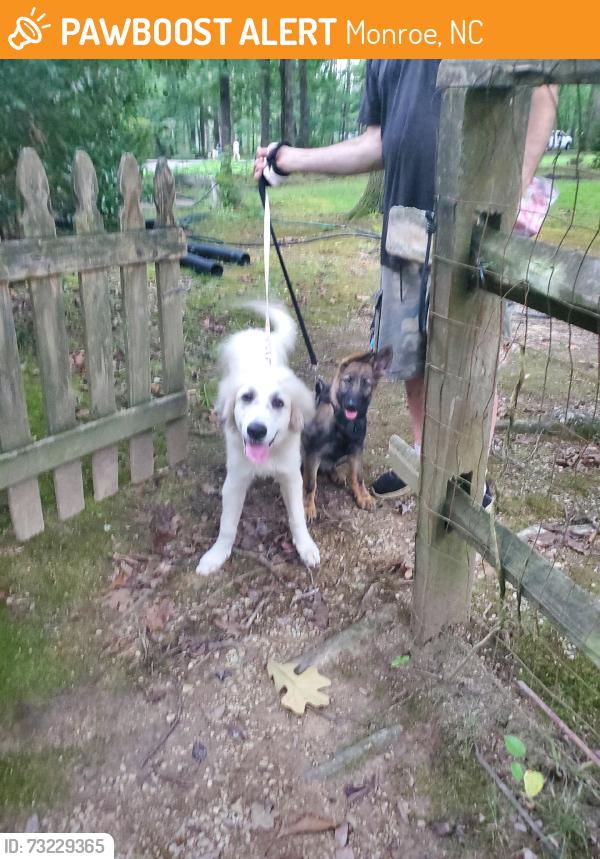 Found/Stray Male Dog last seen Jim Parker rd monroe nc, Monroe, NC 28112