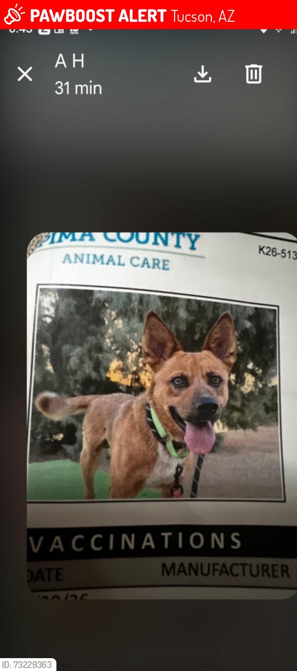Lost Unknown Dog last seen Oberlin & Langley, Tucson, AZ 85710