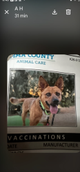 Lost Unknown Dog last seen Oberlin & Langley, Tucson, AZ 85710