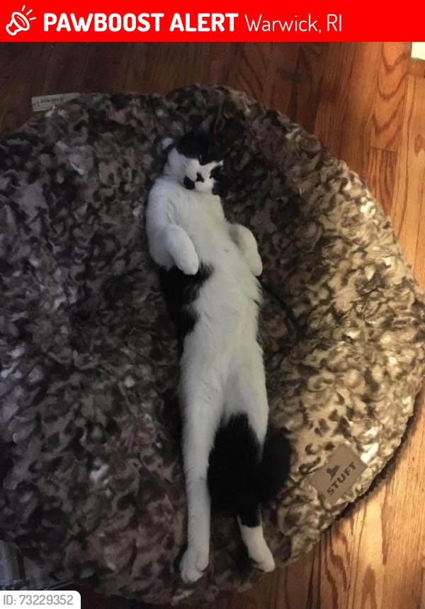 Lost Male Cat last seen Vera n Wesleyan, Warwick, RI 02886
