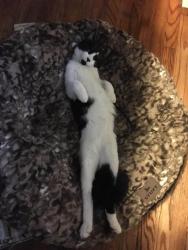 Lost Male Cat last seen Vera n Wesleyan, Warwick, RI 02886
