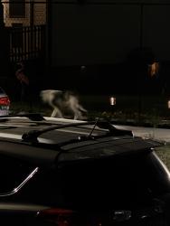 Found/Stray Unknown Dog last seen Moran St & Hamtramck Dr, Hamtramck, MI, Hamtramck, MI 48212