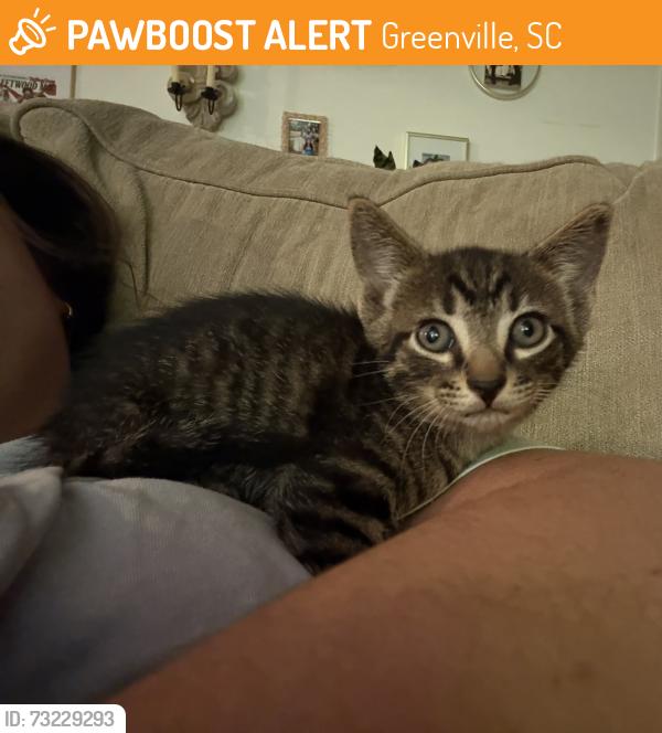 Found/Stray Unknown Cat last seen Hooters on Laurens Road, Greenville, SC 29607