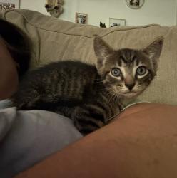 Found/Stray Unknown Cat last seen Hooters on Laurens Road, Greenville, SC 29607