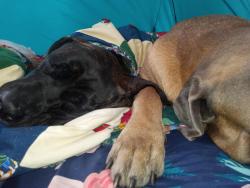 Reunited Male Dog last seen Winnavegas Area, Sloan, IA 51055