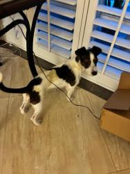 Found/Stray Male Dog last seen SW 34th Terr Fort Lauderdale Fl 33312, Fort Lauderdale, FL 33312
