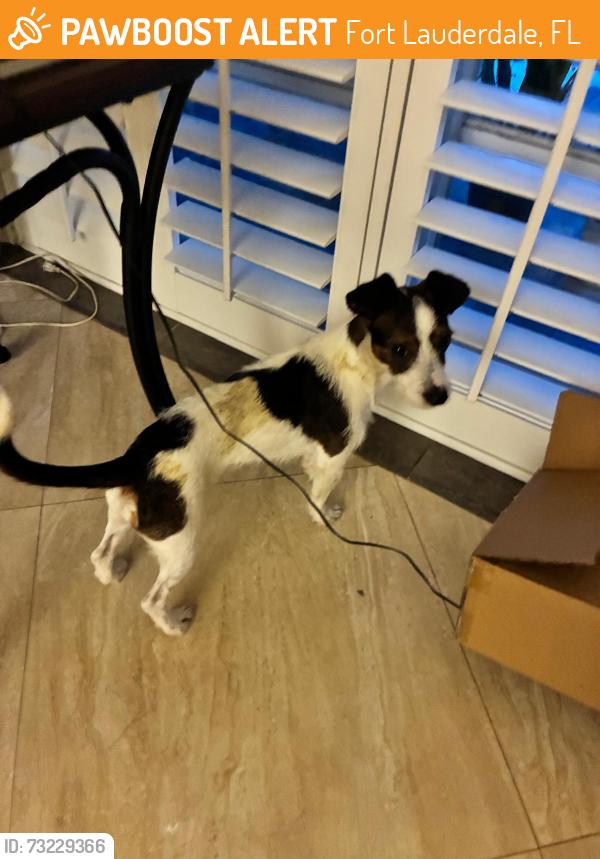 Found/Stray Male Dog last seen SW 34th Terr Fort Lauderdale Fl 33312, Fort Lauderdale, FL 33312