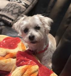 Reunited Female Dog last seen Paint Ct $ Crestview, Norco, CA 92879