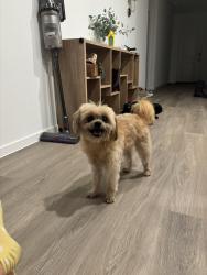 Reunited Male Dog last seen Serene Pine Drive, Magnolia, TX, Montgomery County, TX 77355