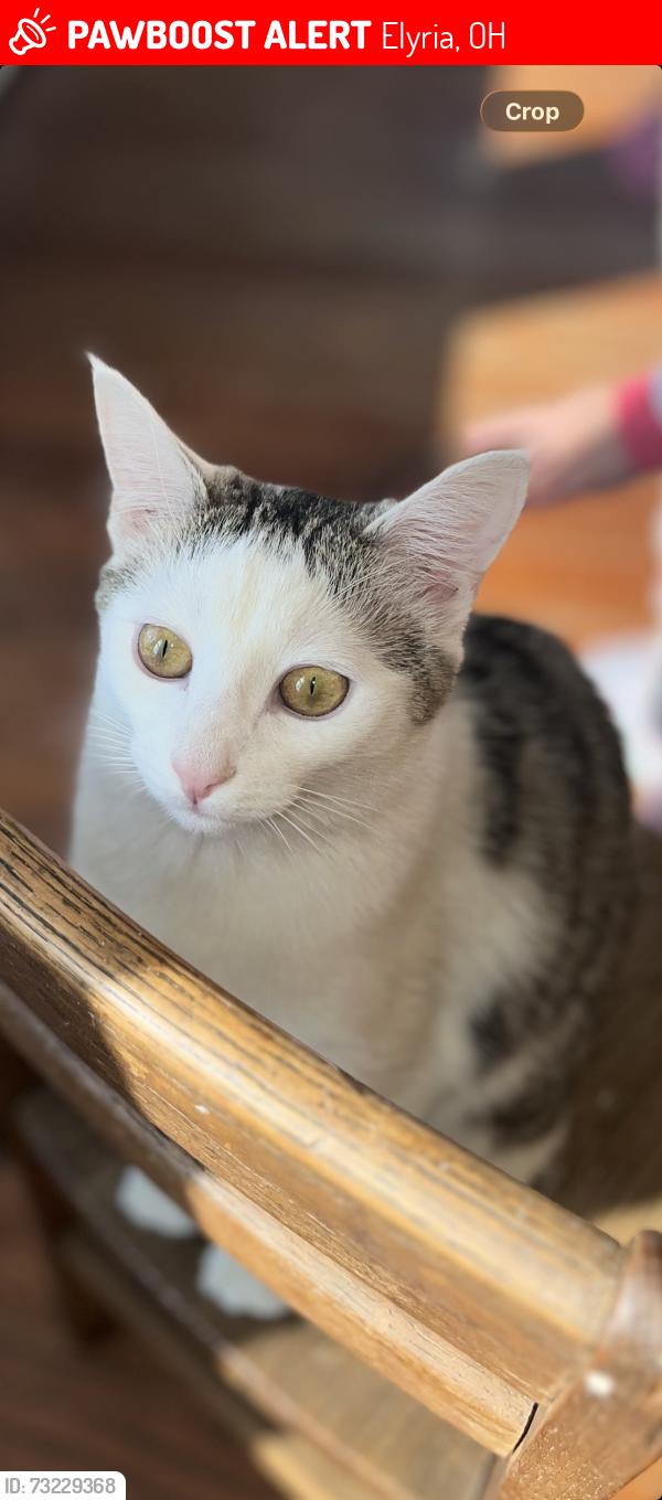 Lost Female Cat last seen Ohio Street, Elyria, OH 44035