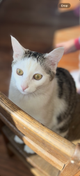 Lost Female Cat last seen Ohio Street, Elyria, OH 44035