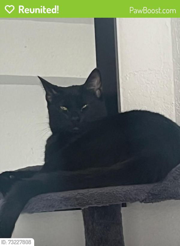 Reunited Male Cat last seen Lions Head Apt, Jacksonville, FL 32207