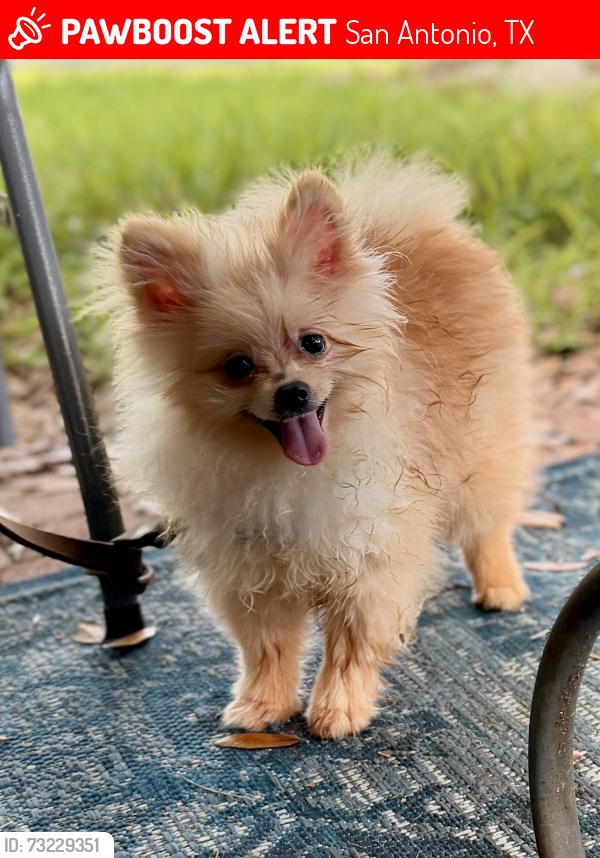 Lost Male Dog last seen Northern Hill Neighborhood, San Antonio, TX 78217