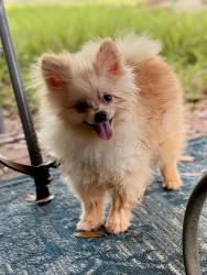 Lost Male Dog last seen Northern Hill Neighborhood, San Antonio, TX 78217