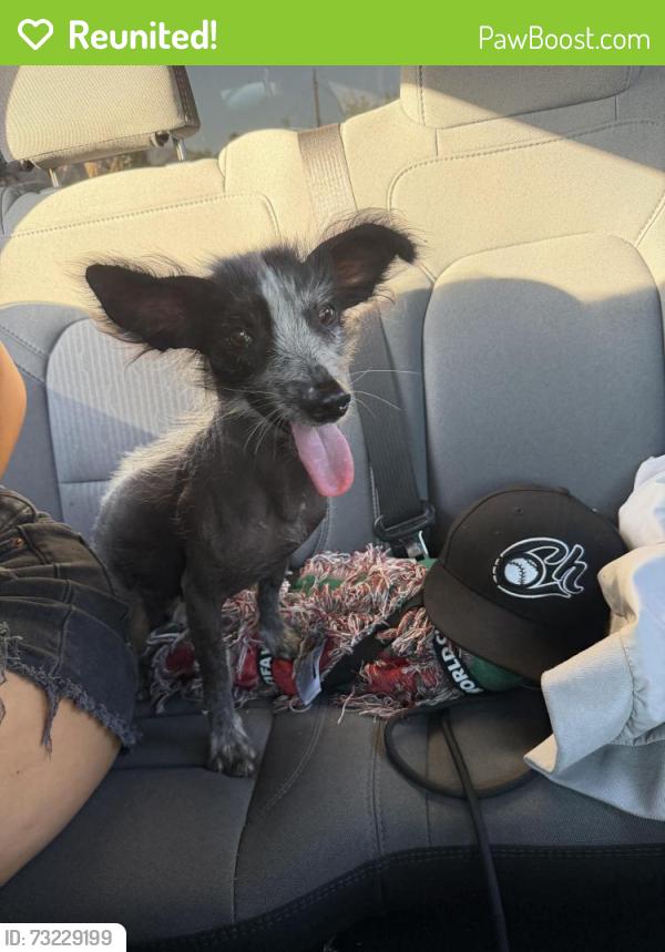 Reunited Female Dog last seen Newton st and seventh st San Fernando, San Fernando, CA 91340