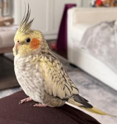Lost Female Bird last seen Stop 11 and Five Points Rd, Indianapolis, IN 46259