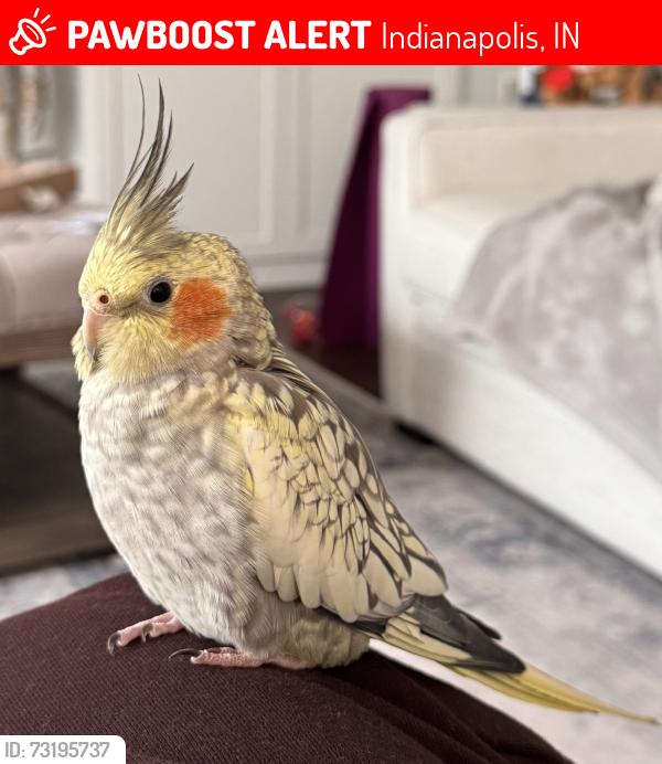 Lost Female Bird last seen Stop 11 and Five Points Rd, Indianapolis, IN 46259