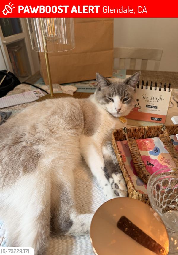 Lost Male Cat last seen Near Prospect Ave, Glendale, CA, Glendale, CA 91214