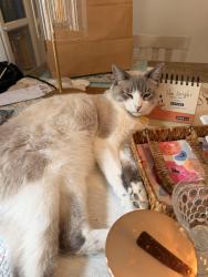 Lost Male Cat last seen Near Prospect Ave, Glendale, CA, Glendale, CA 91214