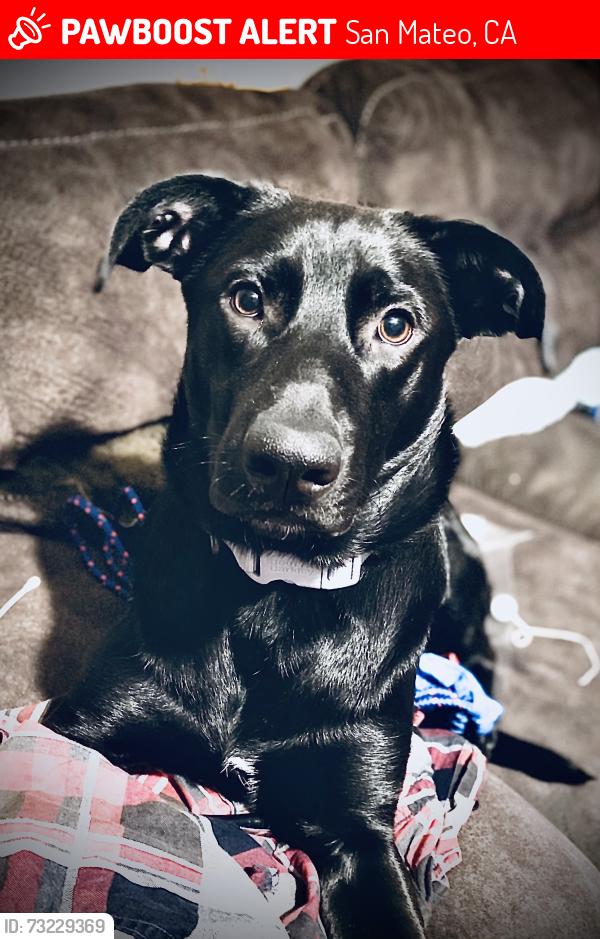Lost Female Dog last seen Idk, San Mateo, CA 94401