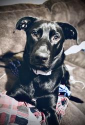 Lost Female Dog last seen Idk, San Mateo, CA 94401