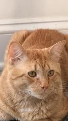 Lost Male Cat last seen Near Seneca drive Simpsonville, Simpsonville, SC 29680