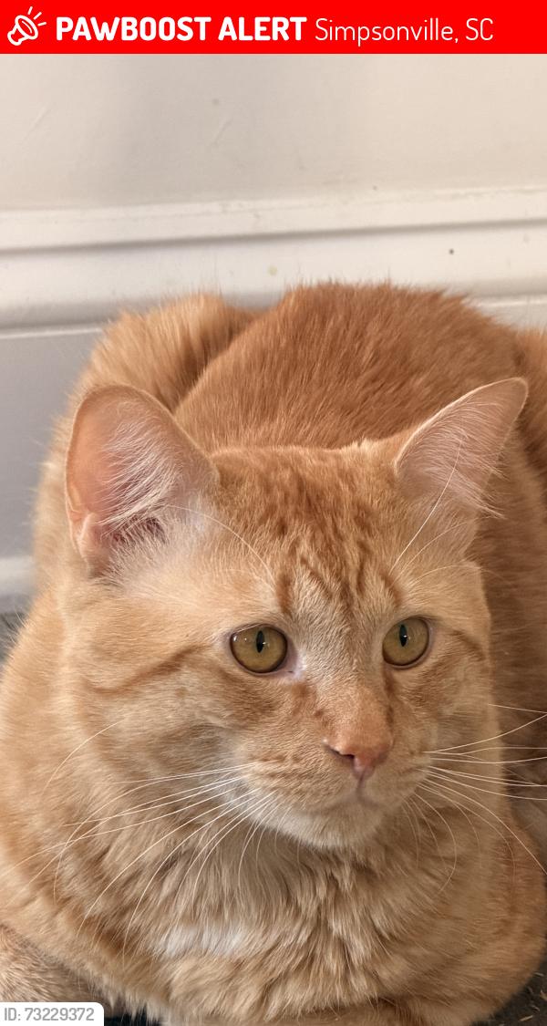 Lost Male Cat last seen Near Seneca drive Simpsonville, Simpsonville, SC 29680