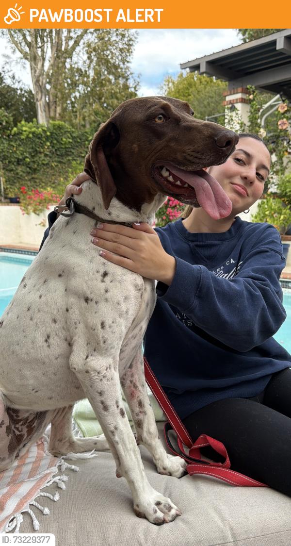 Found/Stray Female Dog last seen Via Coronel, Palos Verdes Estates, CA 90274