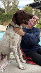 Found/Stray Female Dog last seen Via Coronel, Palos Verdes Estates, CA 90274