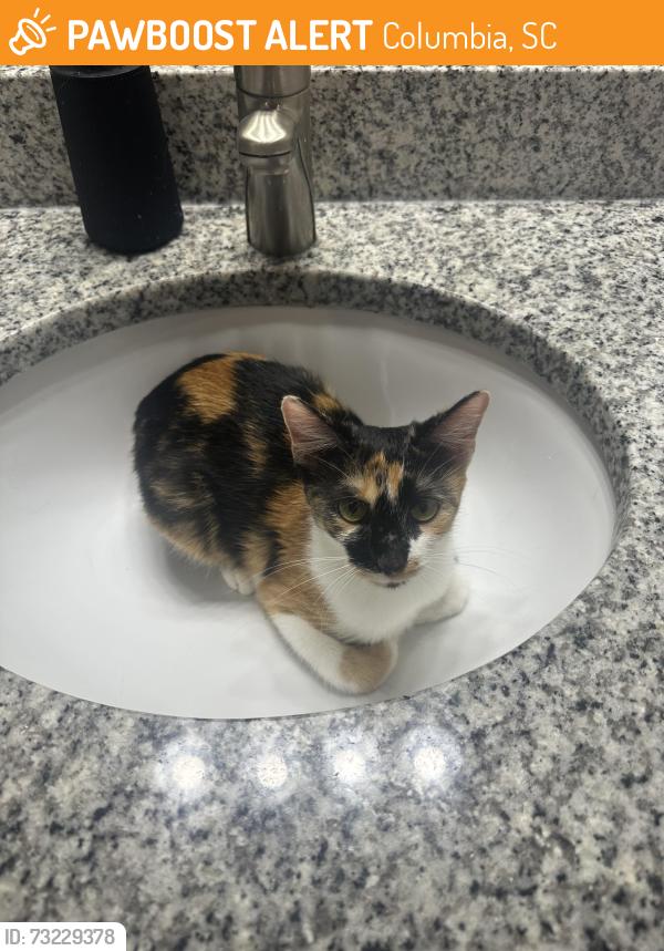 Found/Stray Unknown Cat last seen Carrington Place apmts, Columbia, SC 29223