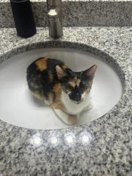Found/Stray Unknown Cat last seen Carrington Place apmts, Columbia, SC 29223