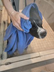 Reunited Male Dog last seen Sango Rd, accross from Sango Elementary, Clarksville, TN 37043
