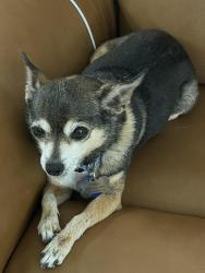 Lost Male Dog last seen Via Gandalfi, Henderson, NV 89011