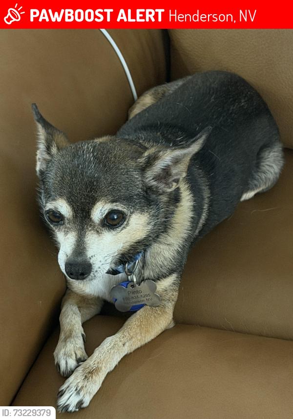 Lost Male Dog last seen Via Gandalfi, Henderson, NV 89011