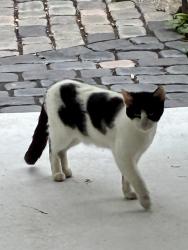 Found/Stray Unknown Cat last seen Jefferson and Mohr (Watertower), Waterford, WI 53185