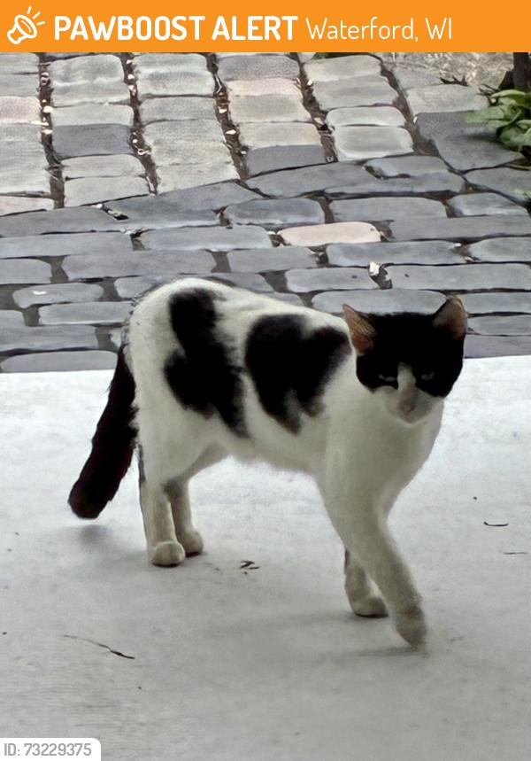 Found/Stray Unknown Cat last seen Jefferson and Mohr (Watertower), Waterford, WI 53185