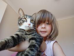 Lost Male Cat last seen The Rec Bar, Malaga Car Park, Malaga, WA 6090